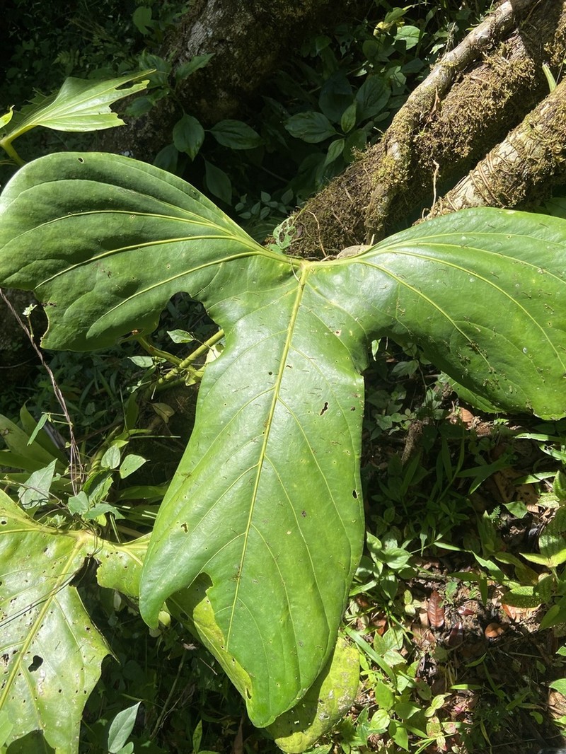 Anthurium rotundatum photo 7