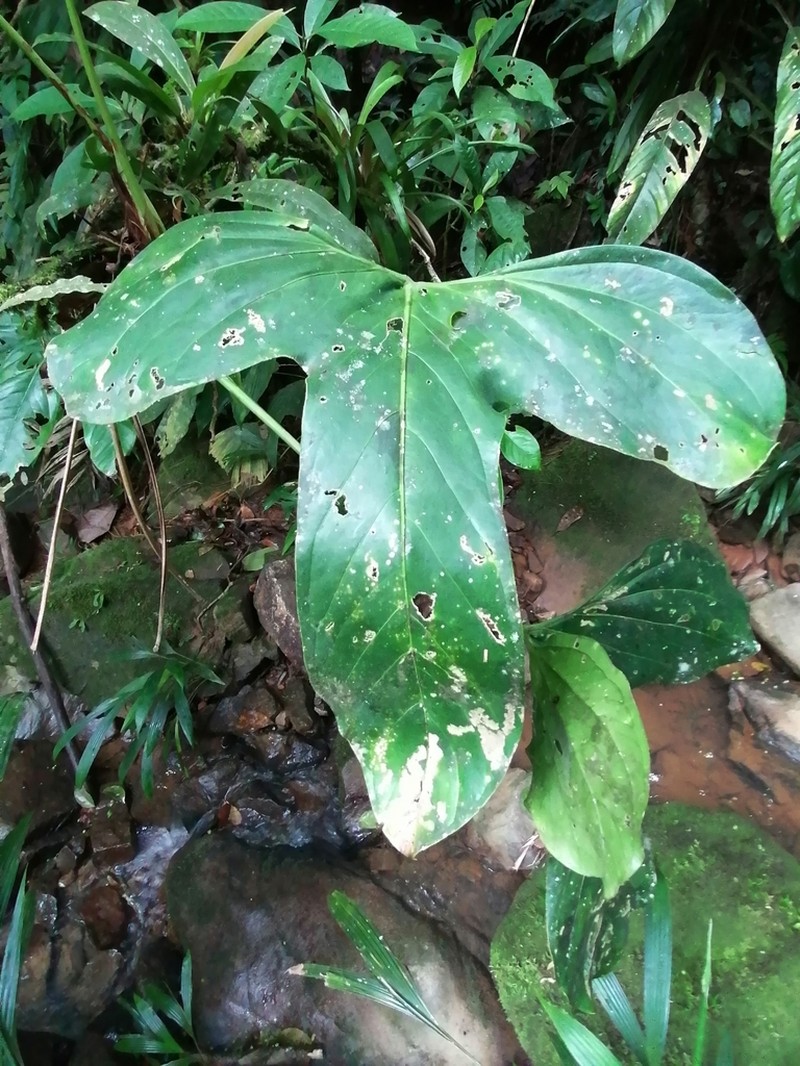 Anthurium rotundatum photo 8