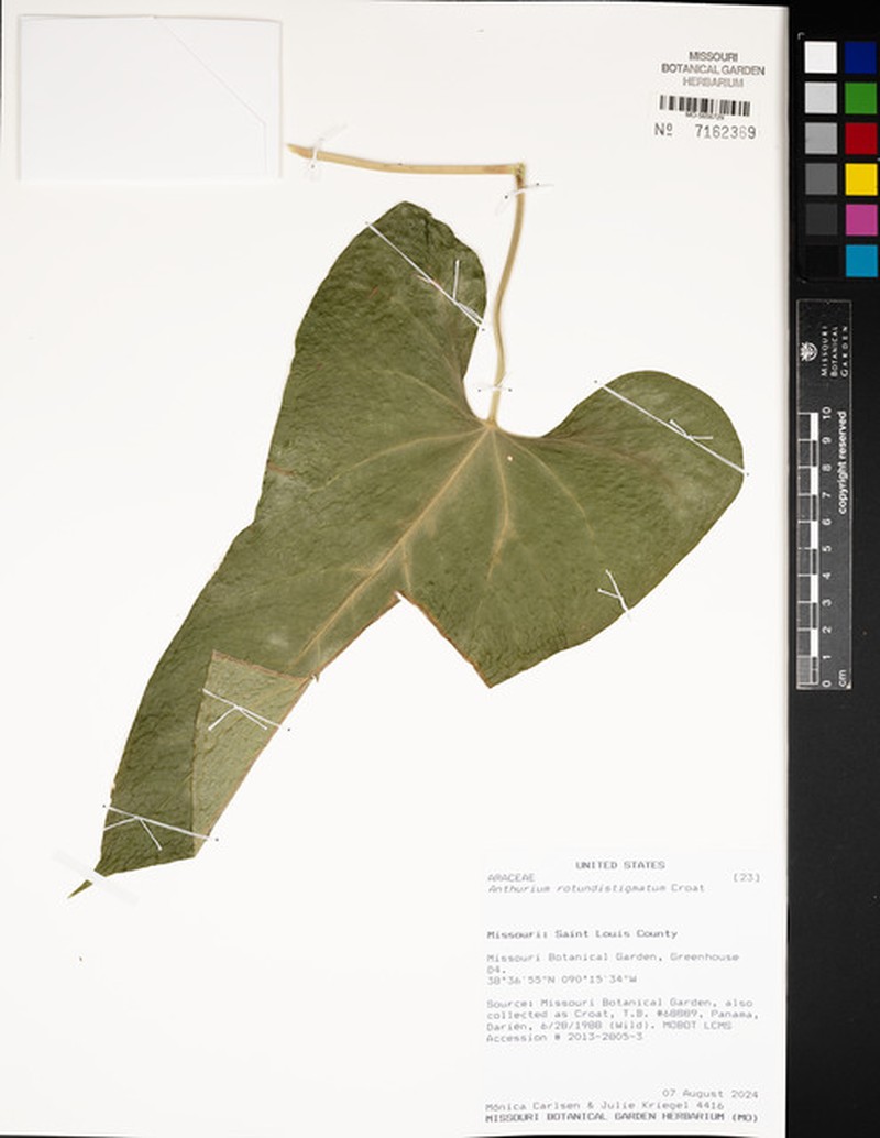 Anthurium rotundistigmatum