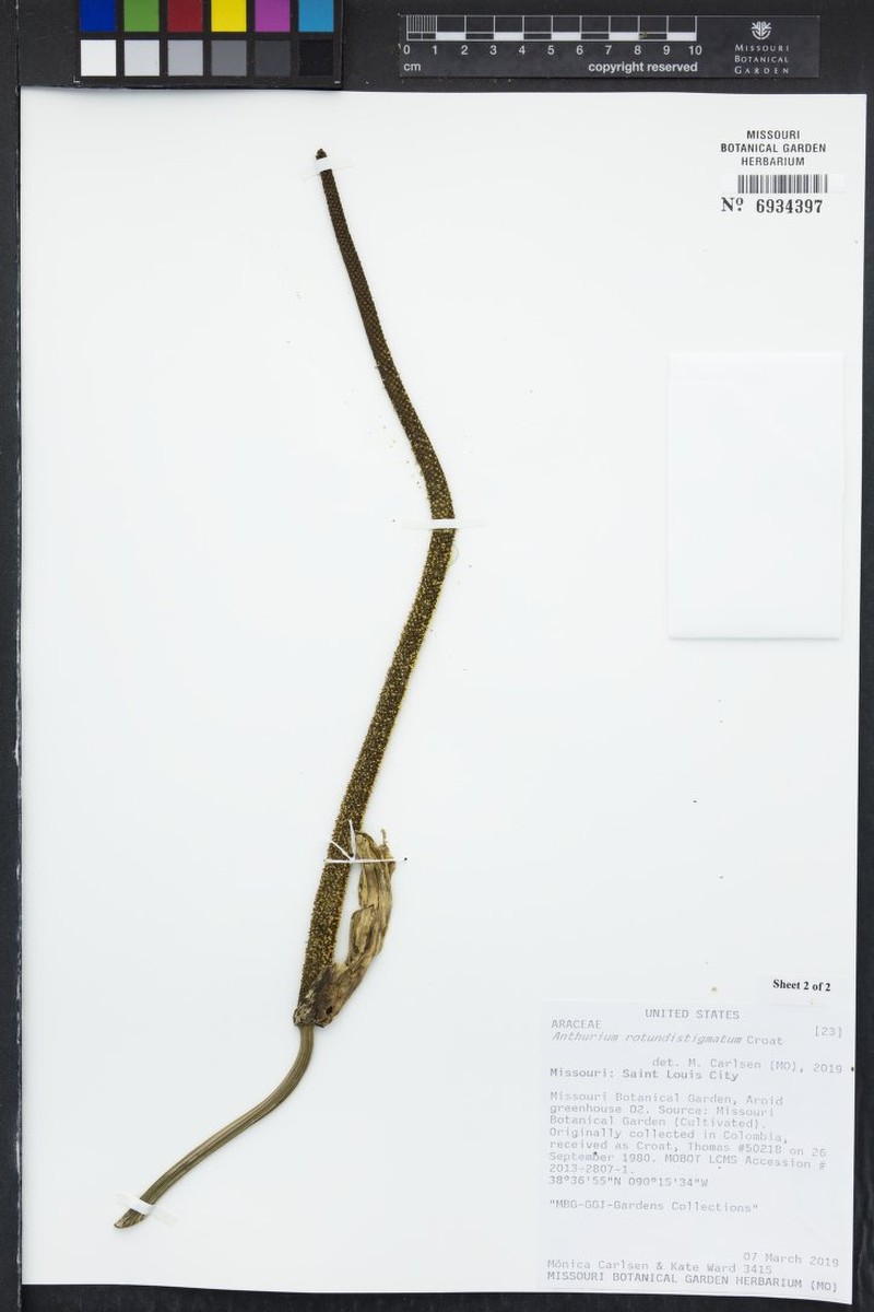 Anthurium rotundistigmatum photo 2