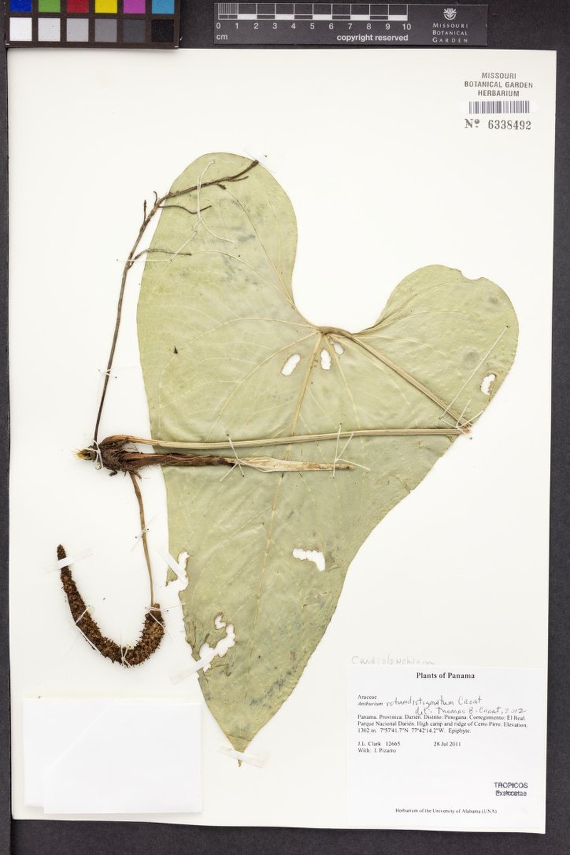 Anthurium rotundistigmatum photo 4