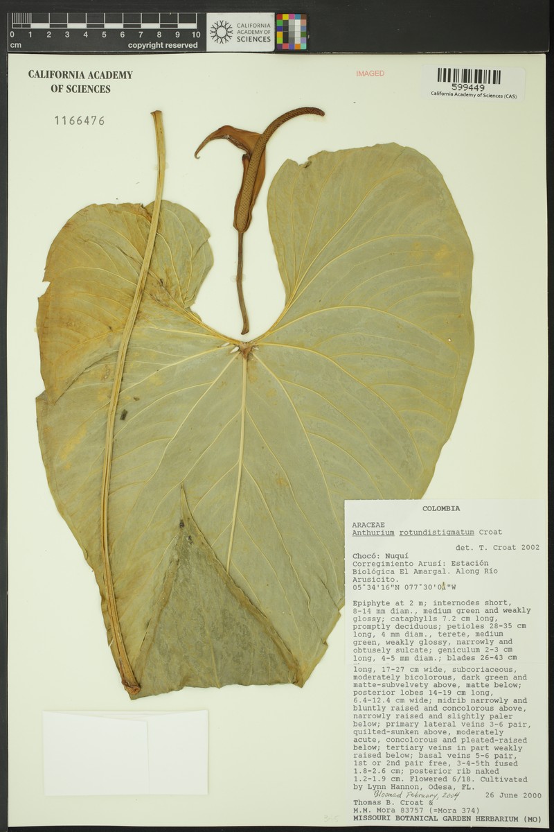 Anthurium rotundistigmatum