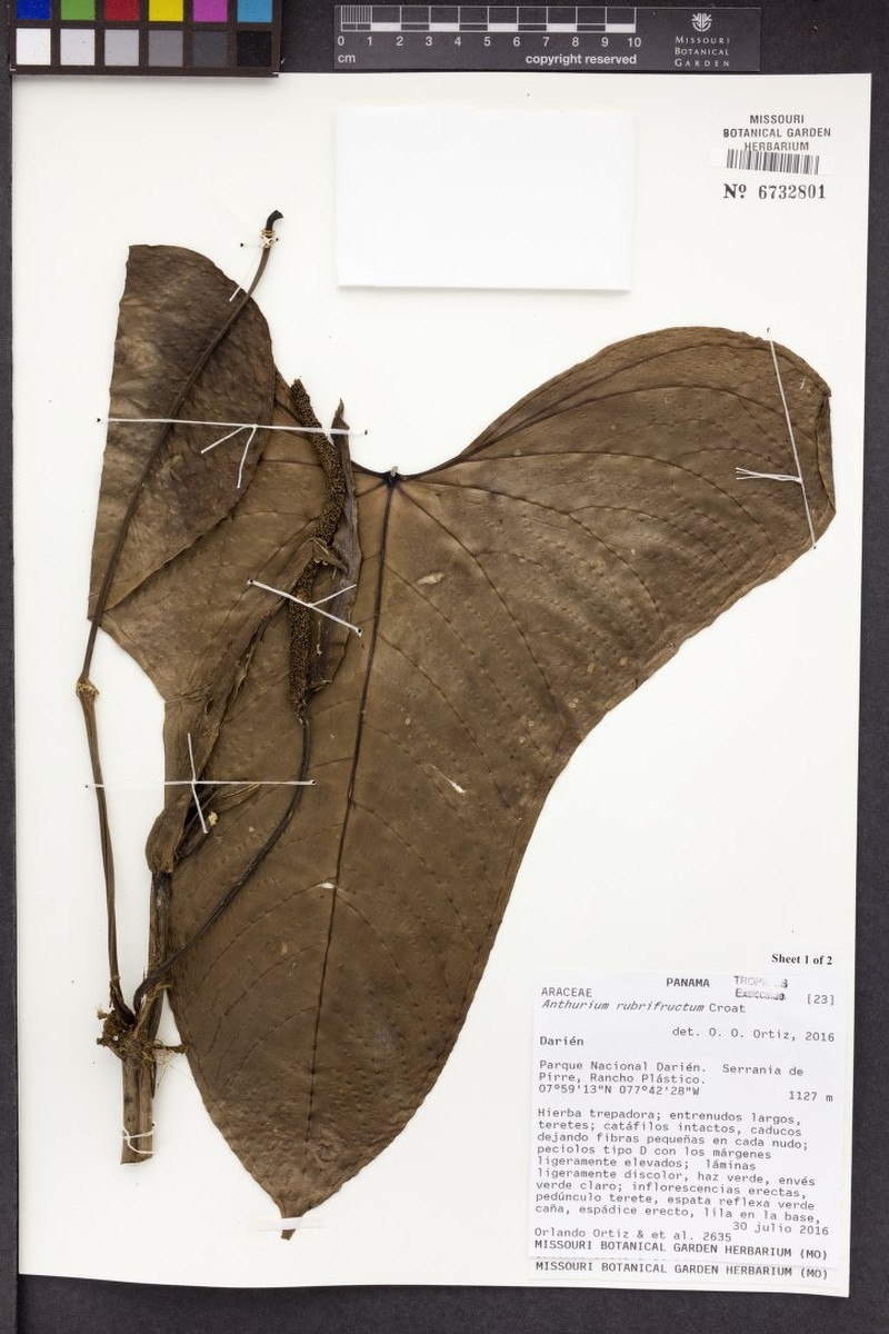Anthurium rubrifructum