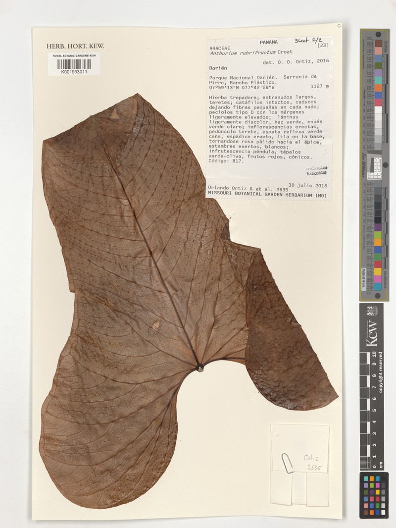 Anthurium rubrifructum photo 3