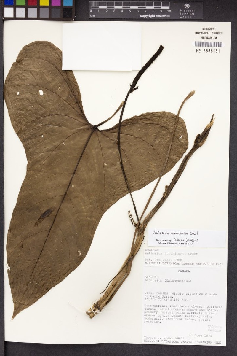 Anthurium rubrifructum photo 4