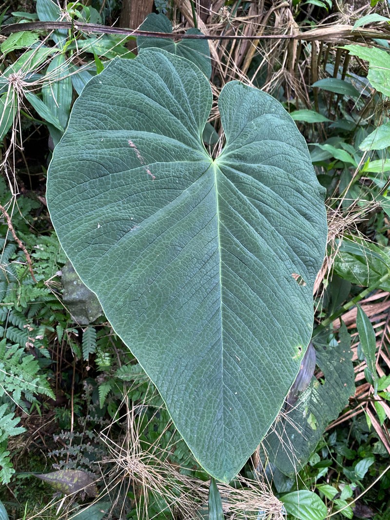 Anthurium rugulosum