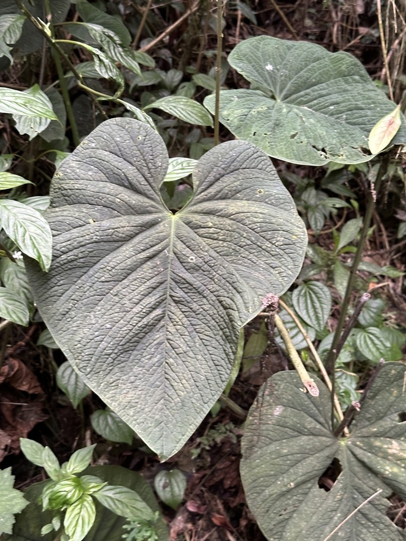 Anthurium rugulosum photo 2