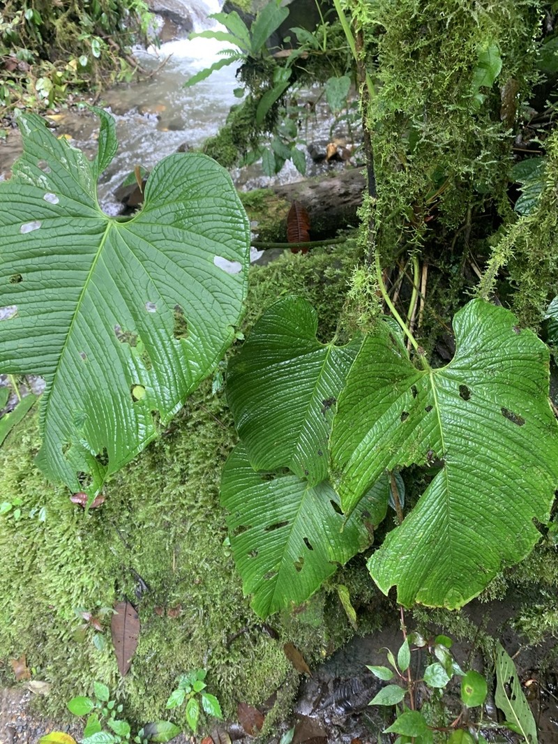 Anthurium rugulosum photo 3