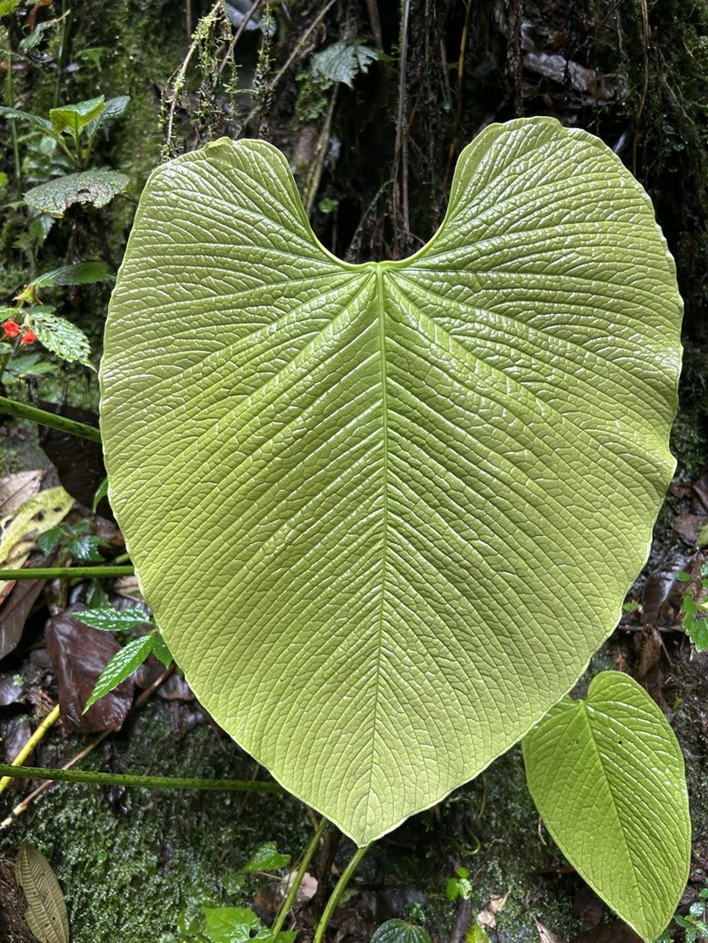 Anthurium rugulosum photo 4