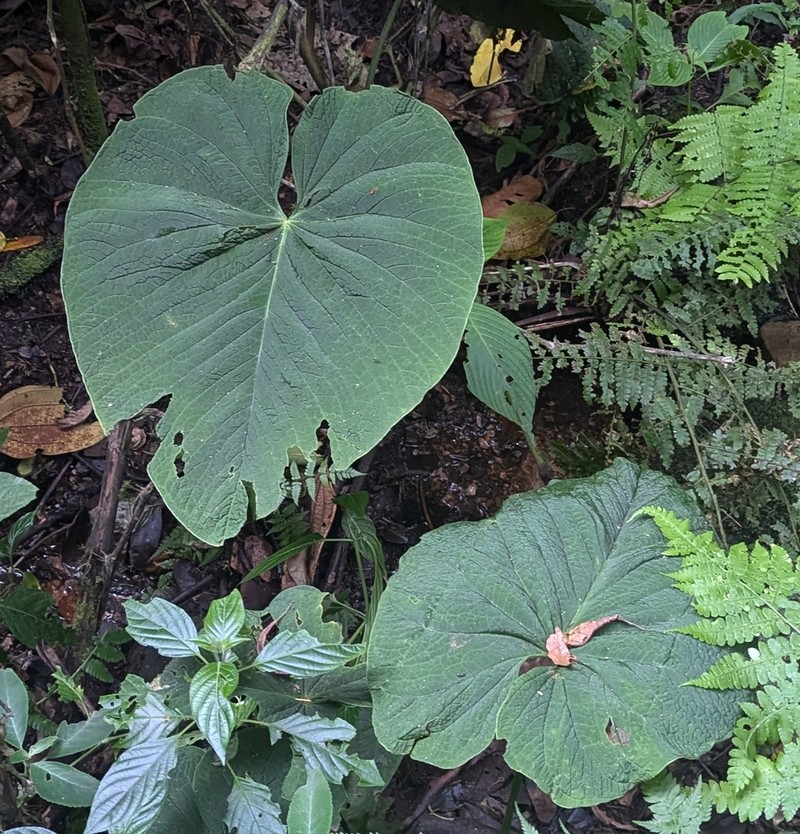 Anthurium rugulosum photo 5