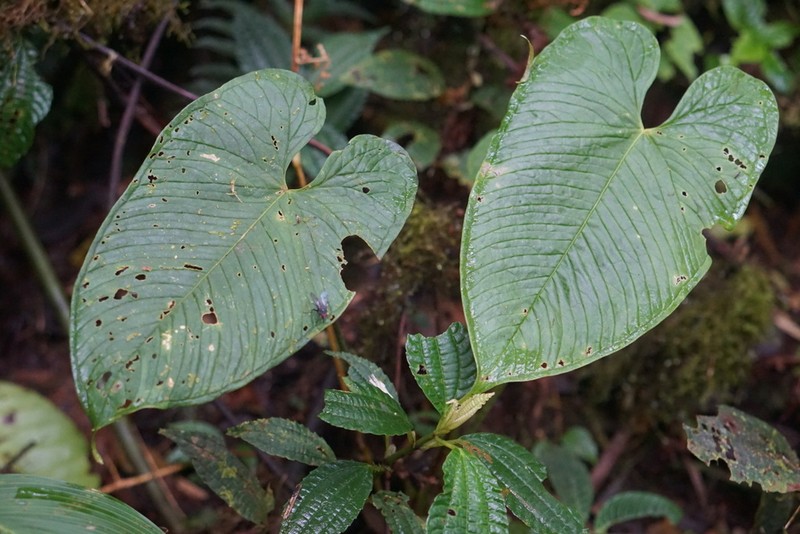 Anthurium rugulosum photo 6