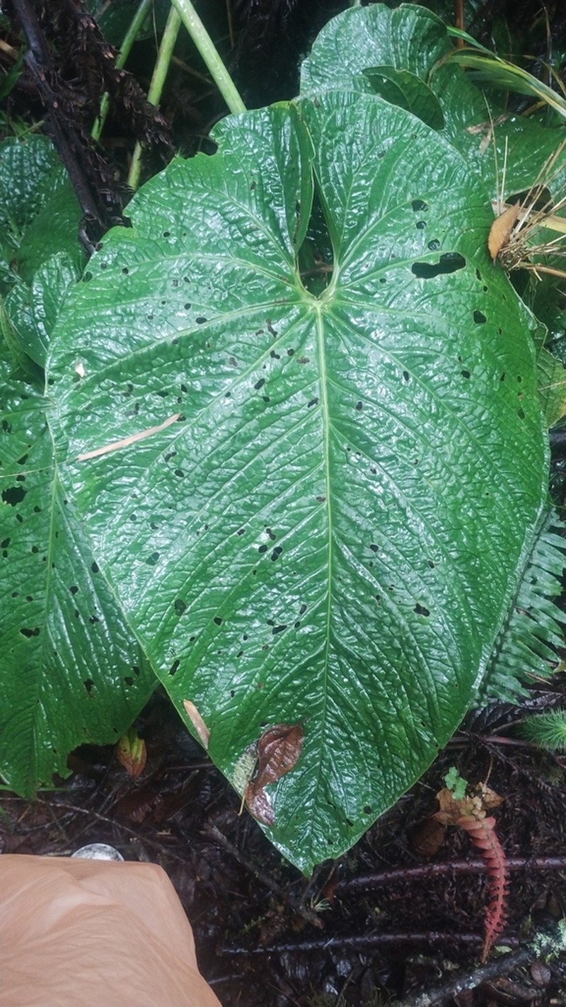 Anthurium rugulosum photo 7