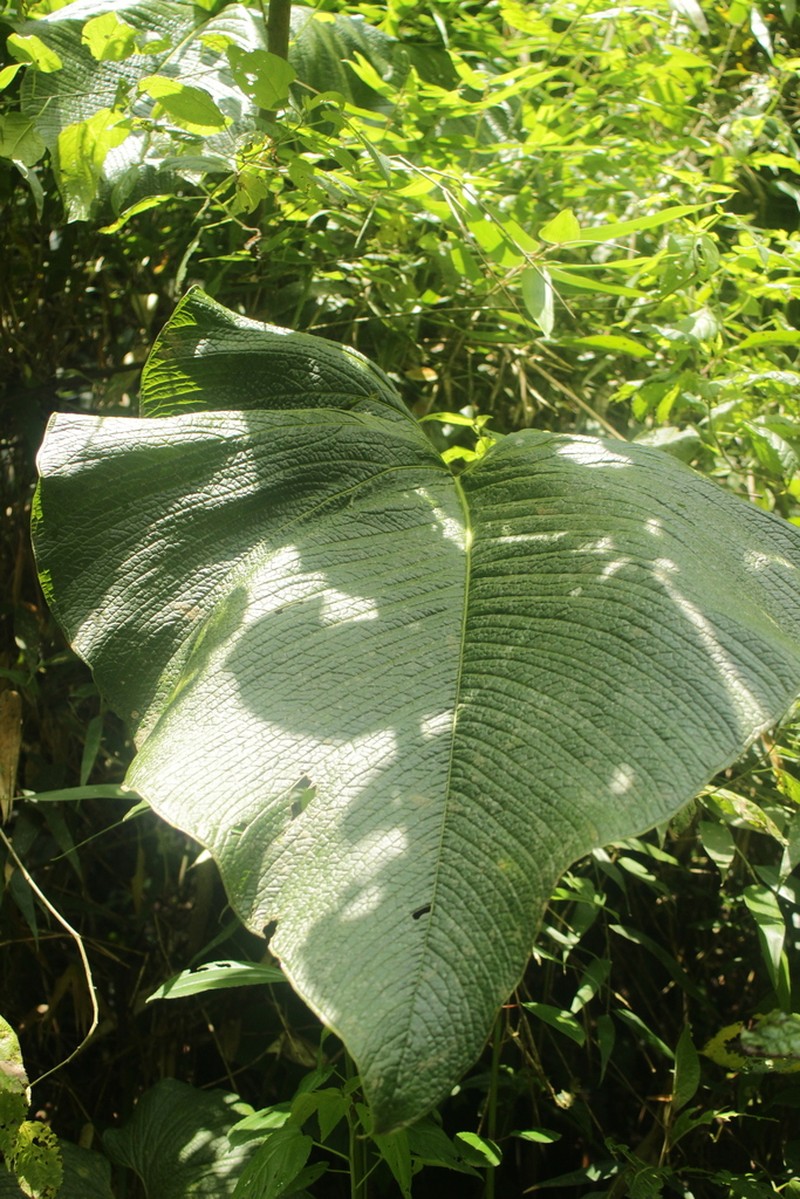 Anthurium rugulosum photo 8