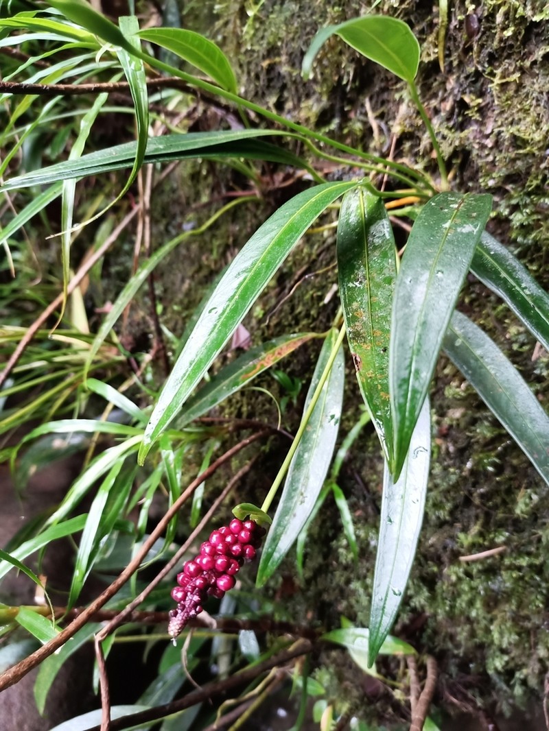 Anthurium rupicola