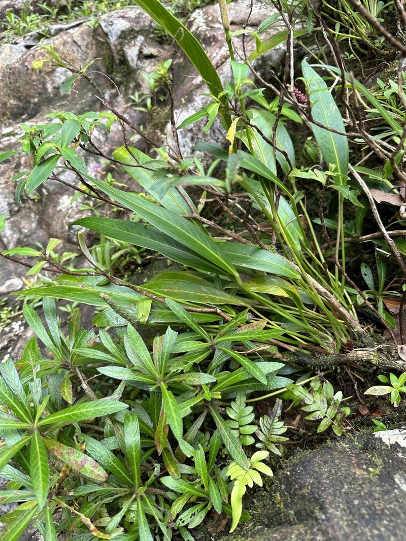 Anthurium rupicola photo 2