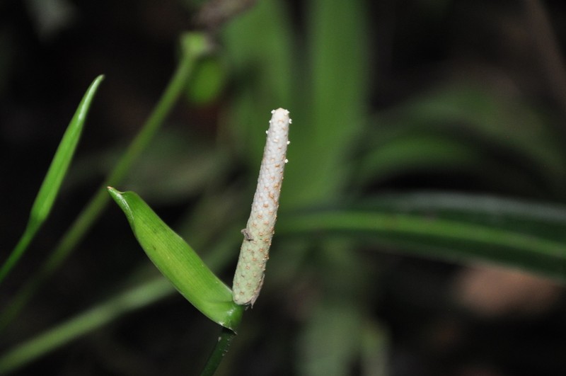 Anthurium rupicola photo 4