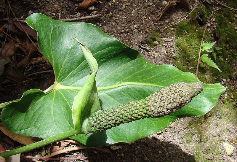 Anthurium rzedowskii