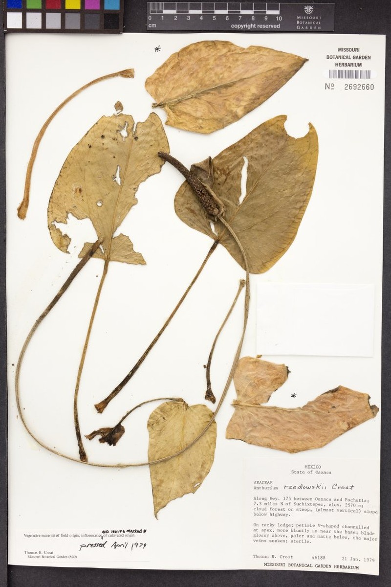 Anthurium rzedowskii photo 4