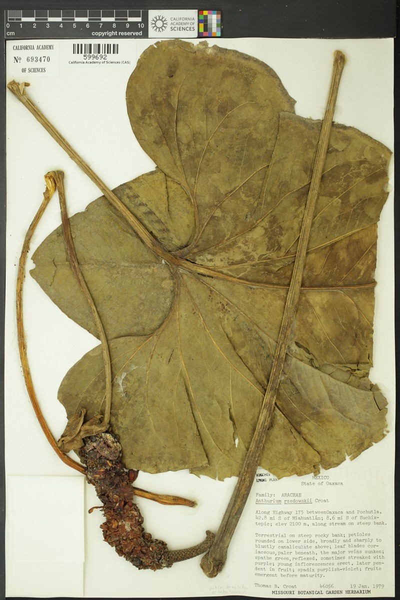 Anthurium rzedowskii photo 2