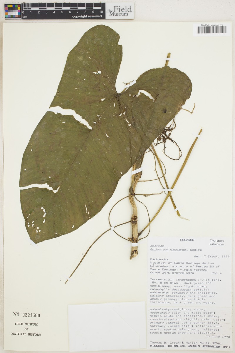 Anthurium saccardoi