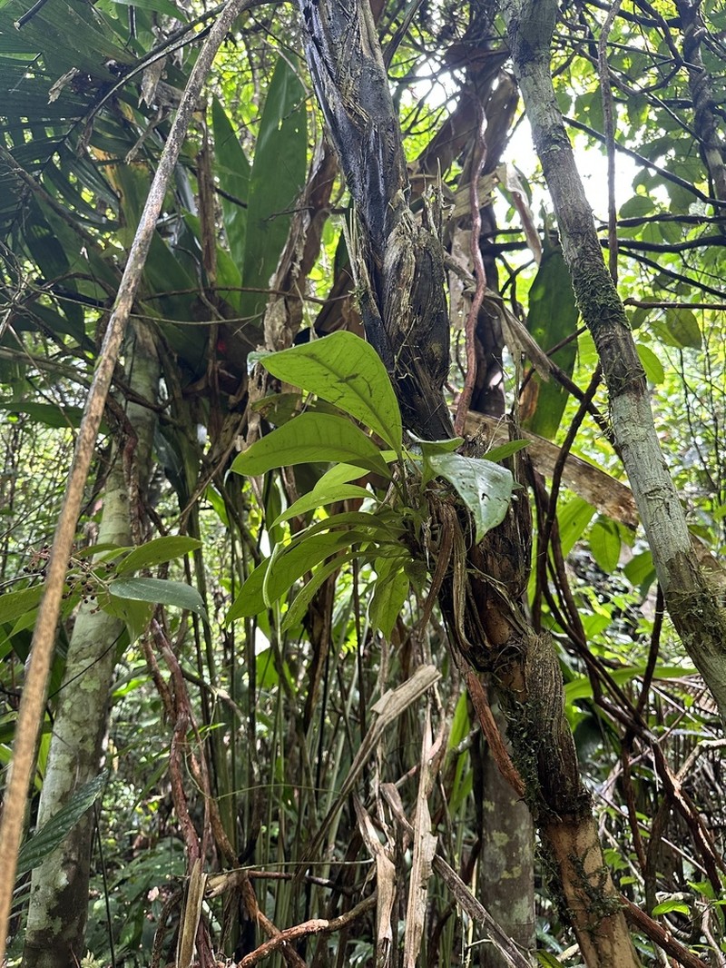 Anthurium sagawae photo 3