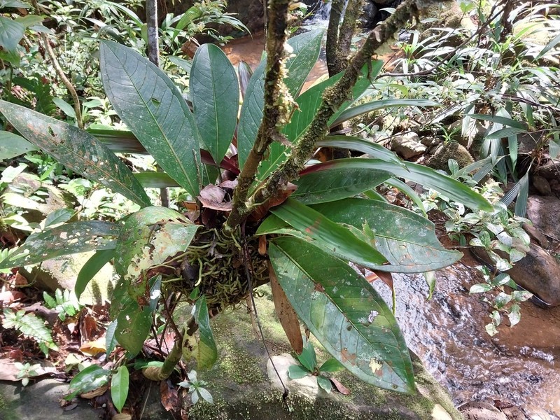 Anthurium sagawae photo 4