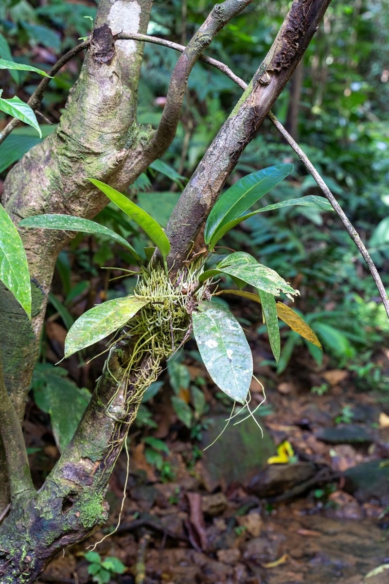 Anthurium sagawae photo 5