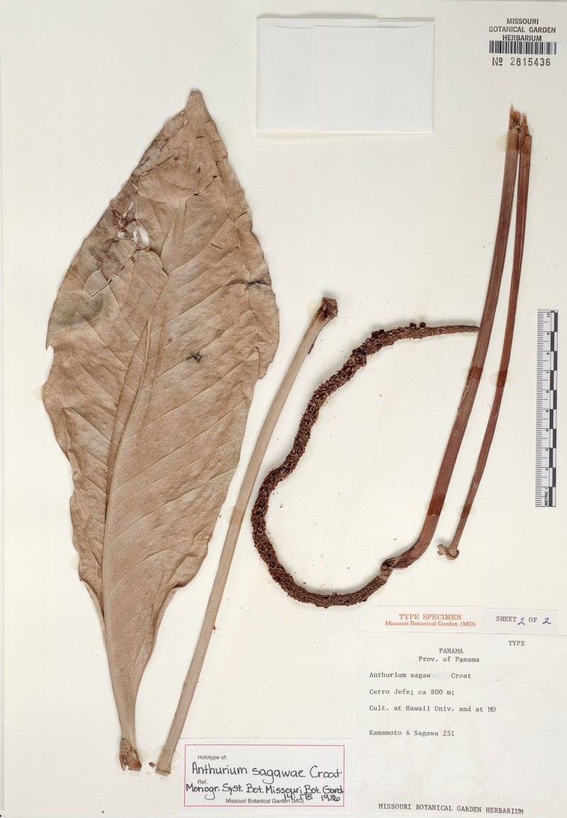Anthurium sagawae photo 7