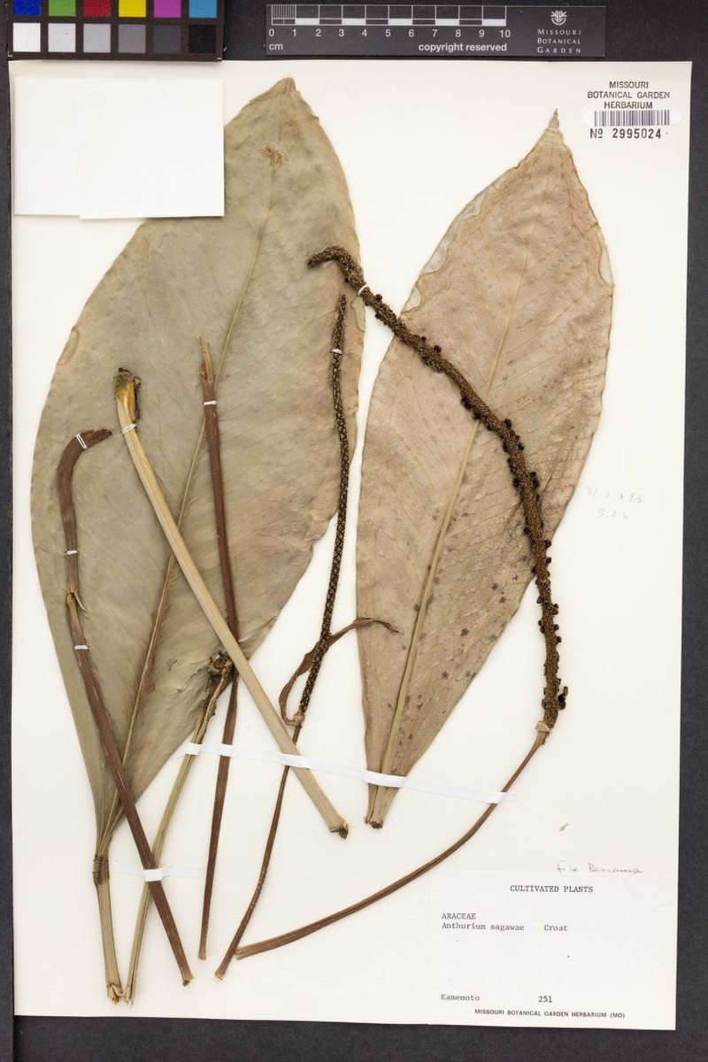 Anthurium sagawae photo 8