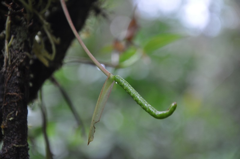 Anthurium sagawae photo 2