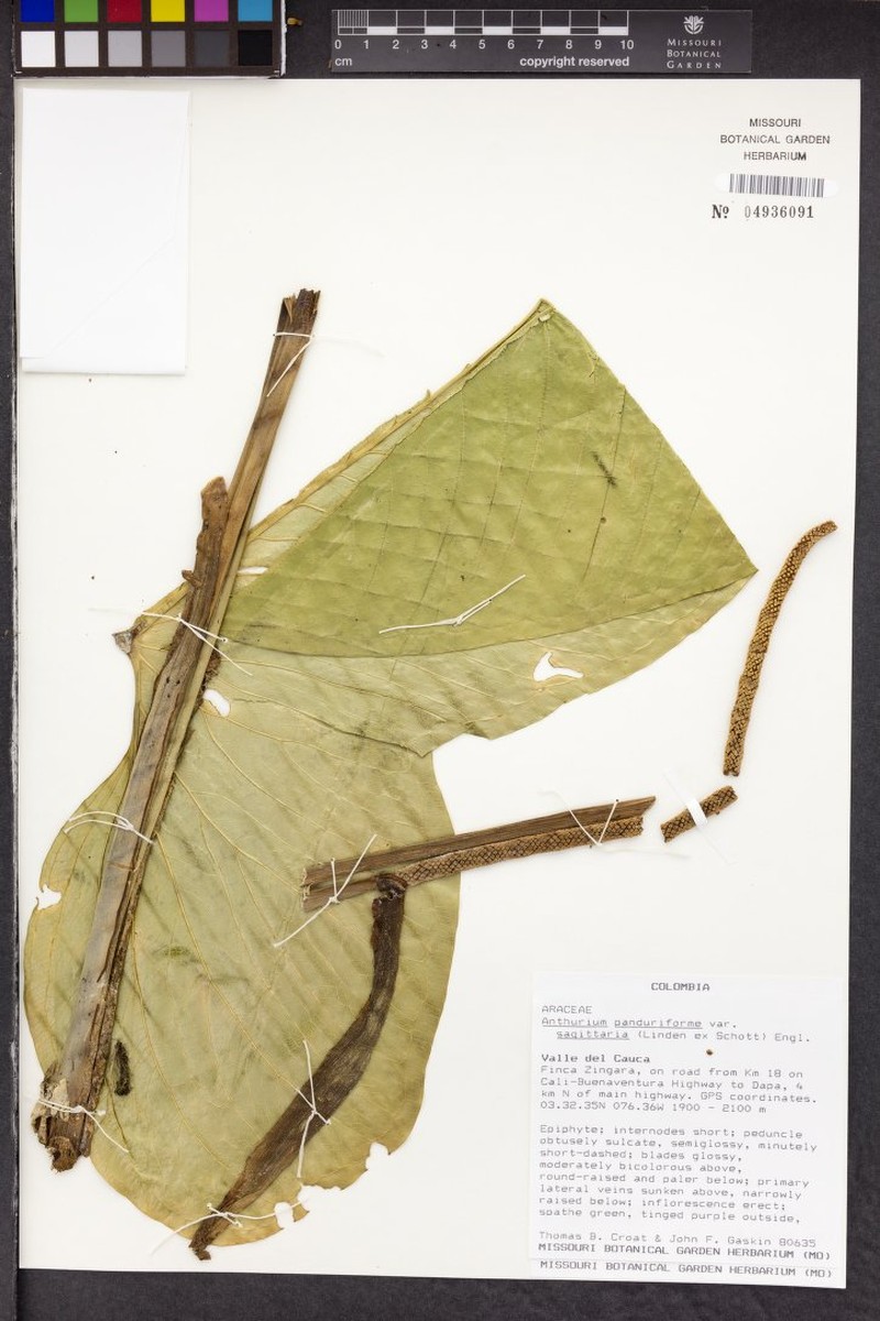 Anthurium sagittaria