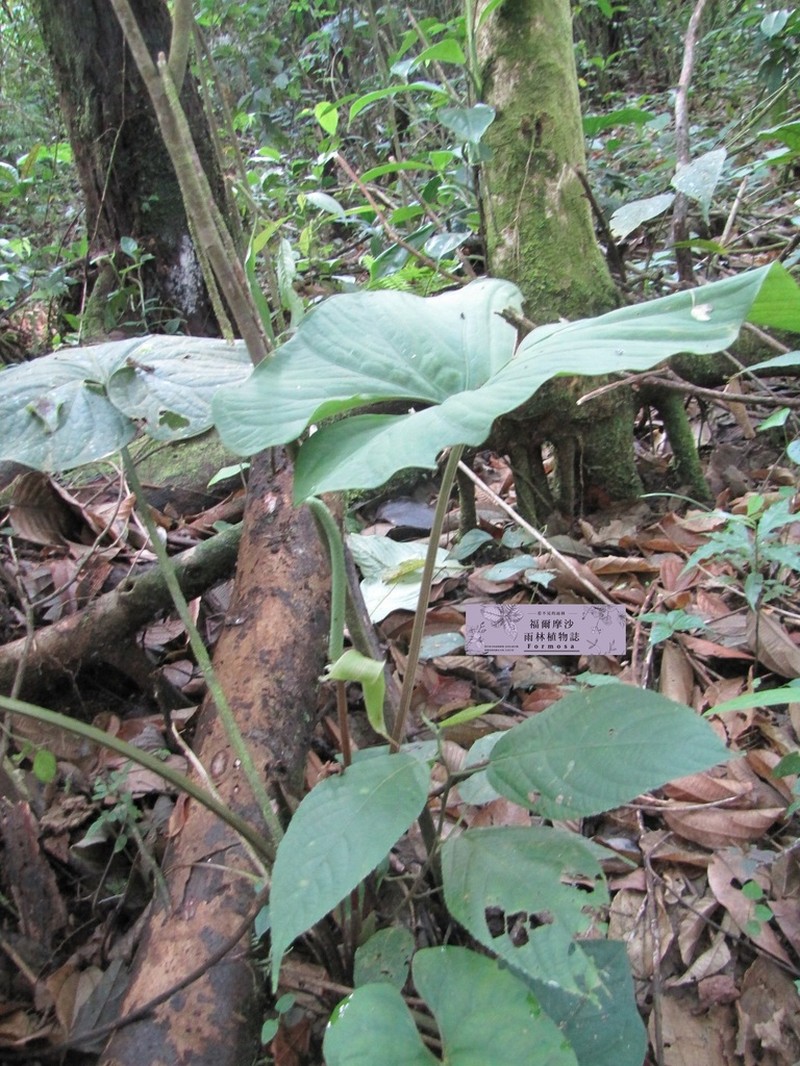 Anthurium sagittatum