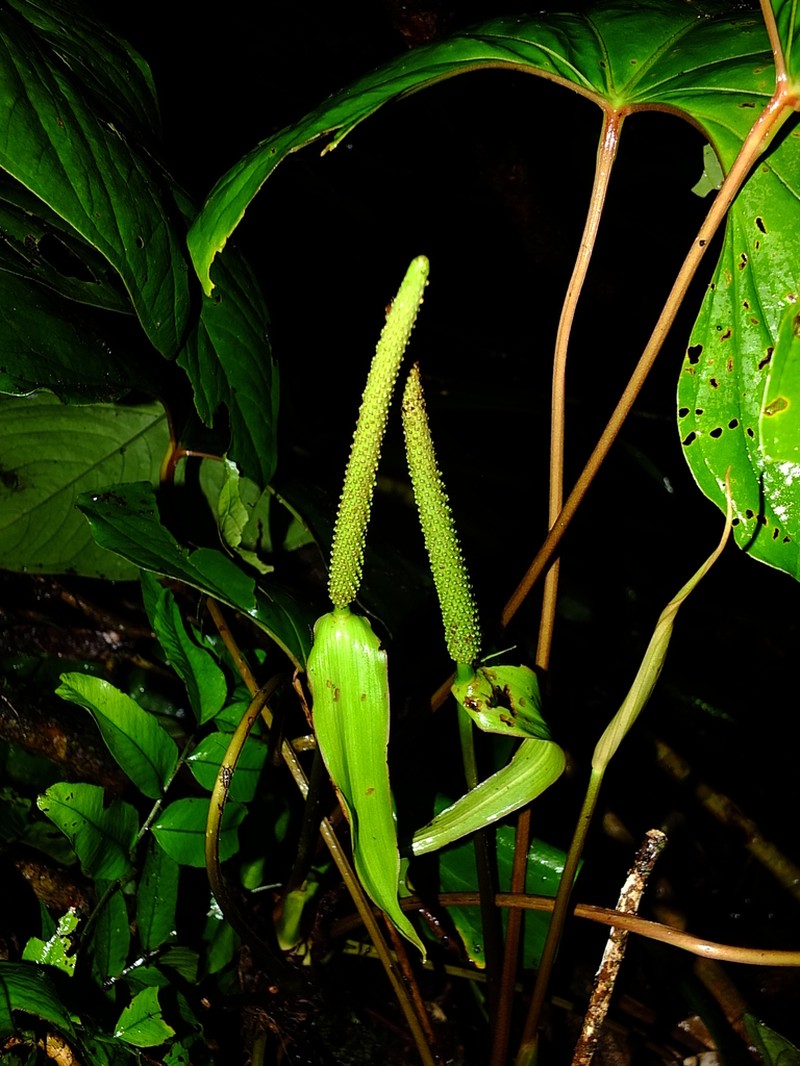Anthurium sagittatum photo 2