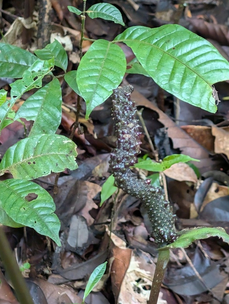 Anthurium sagittatum photo 3