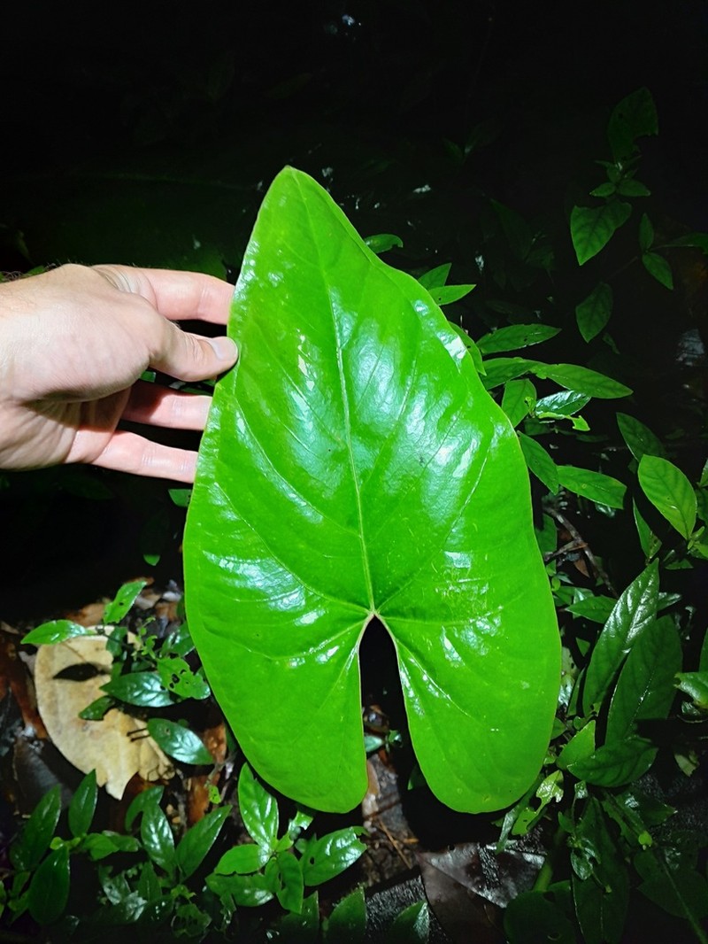 Anthurium sagittatum photo 4