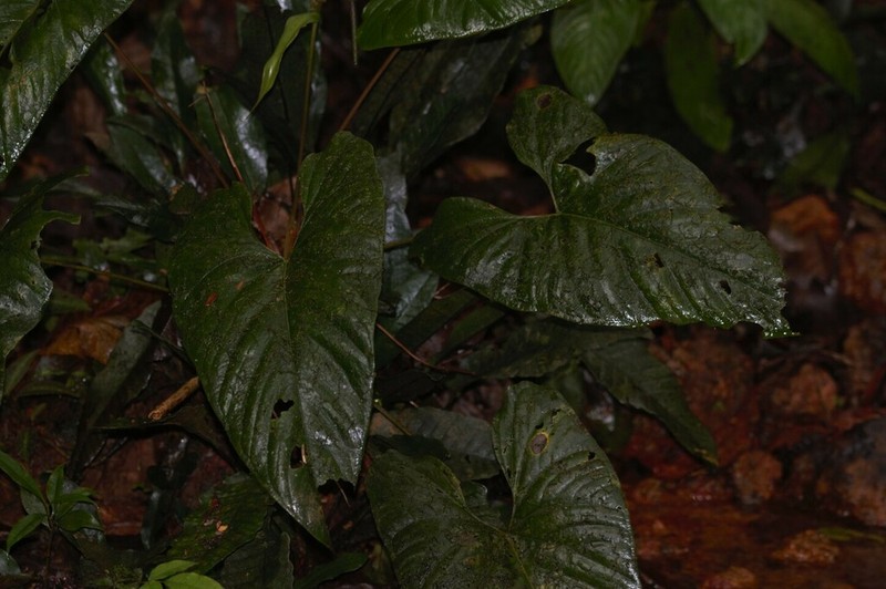 Anthurium sagittatum photo 5