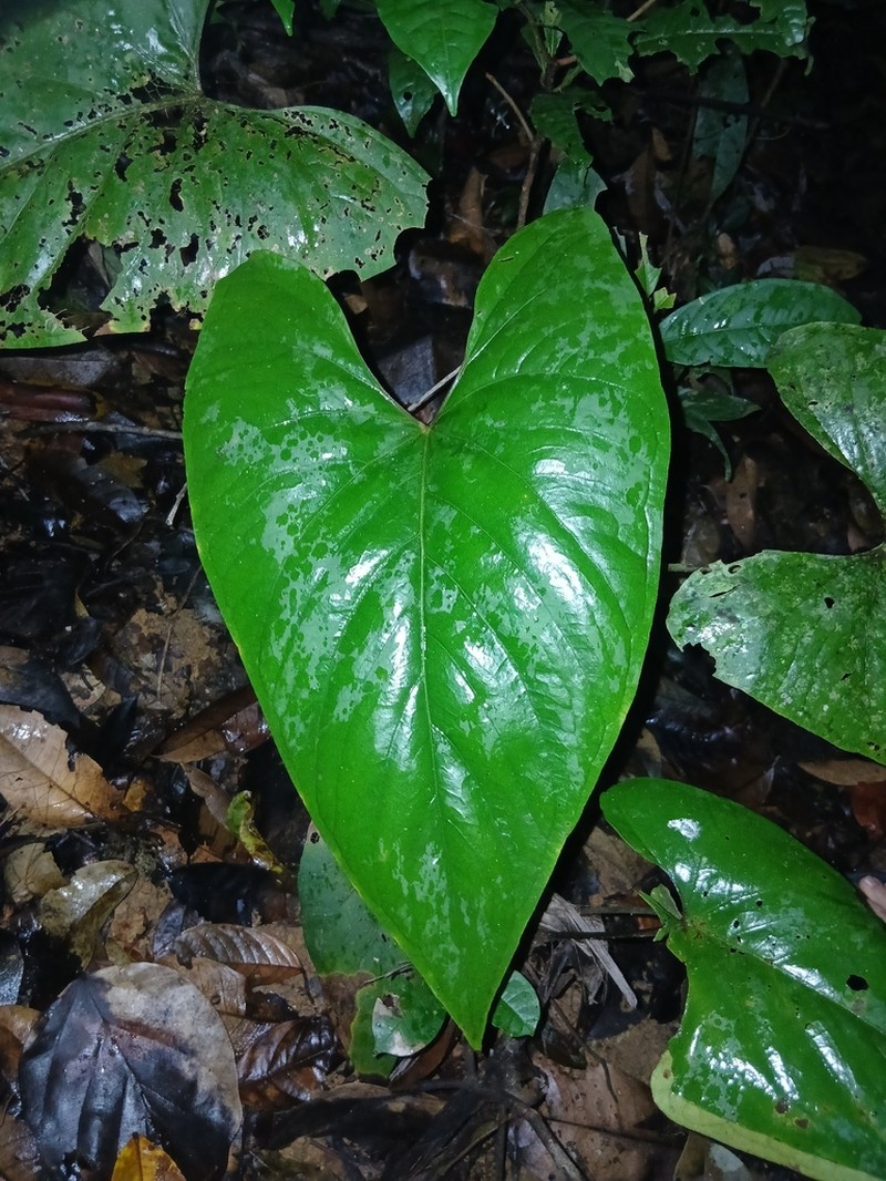 Anthurium sagittatum photo 6