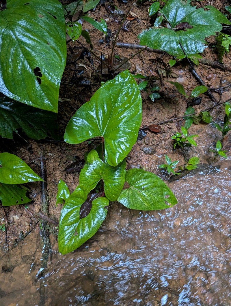 Anthurium sagittatum photo 7