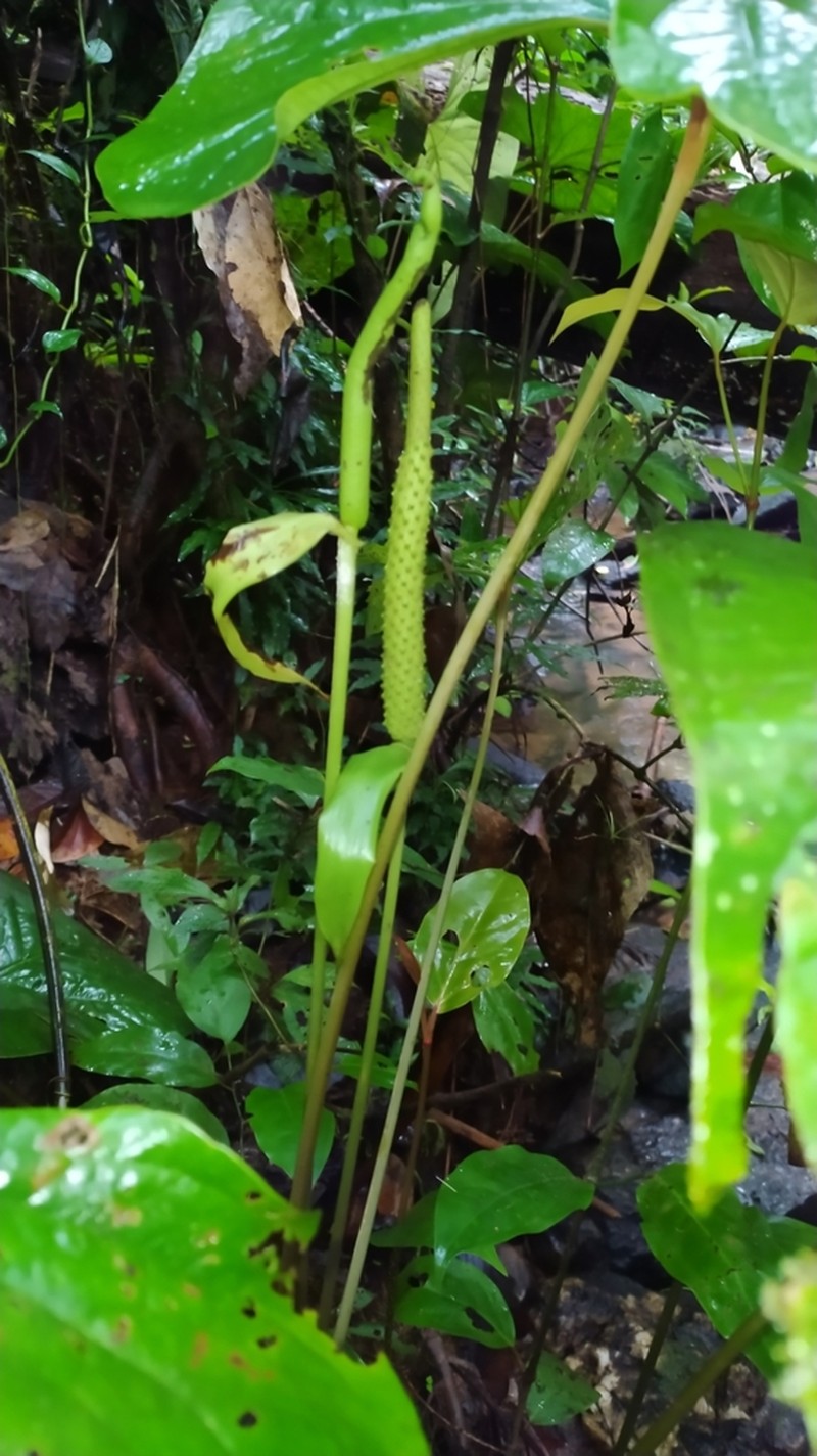 Anthurium sagittatum photo 8