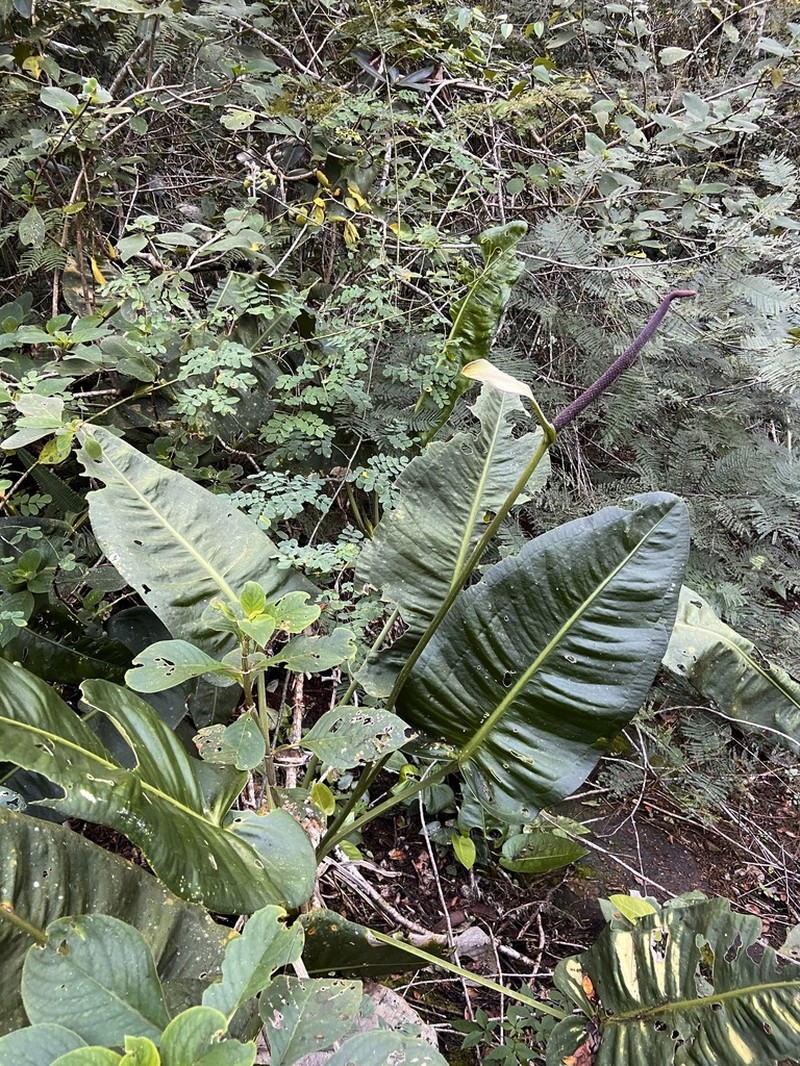 Anthurium sagrilloanum