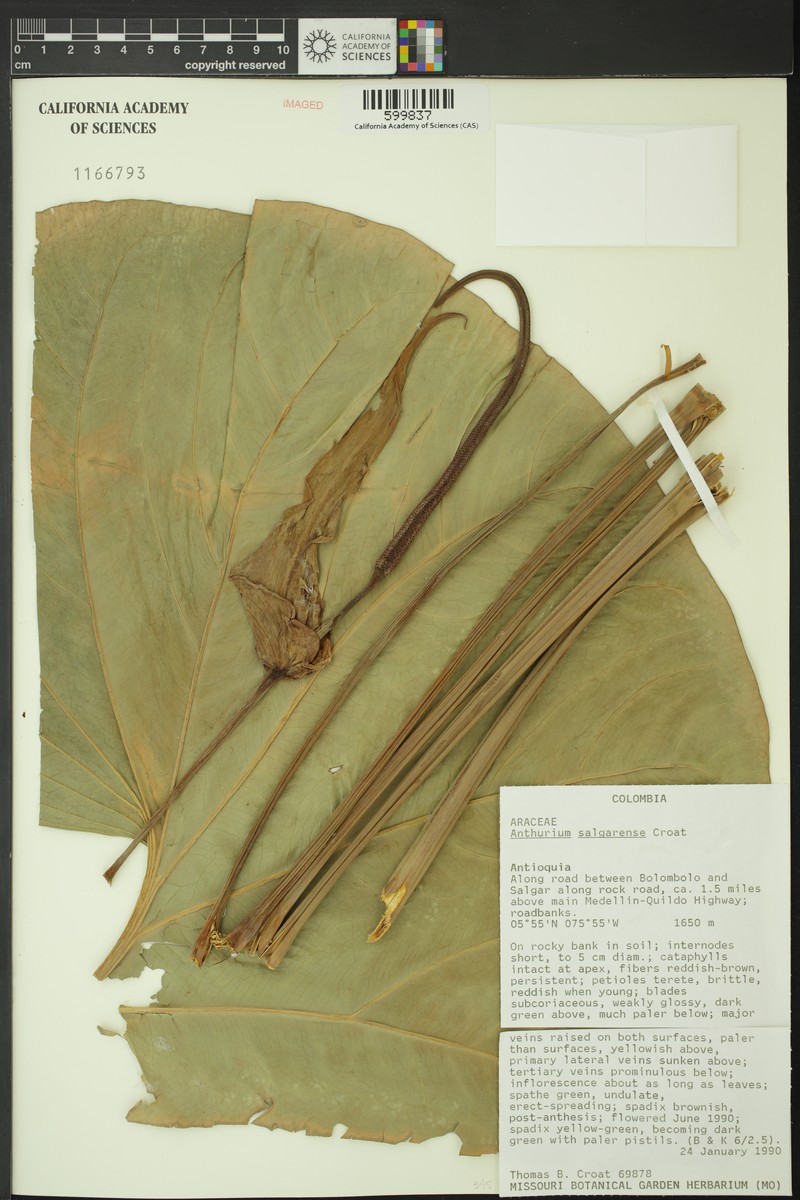 Anthurium salgarense