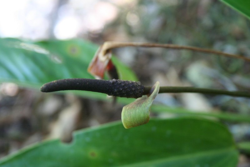 Anthurium salvadorense photo 2