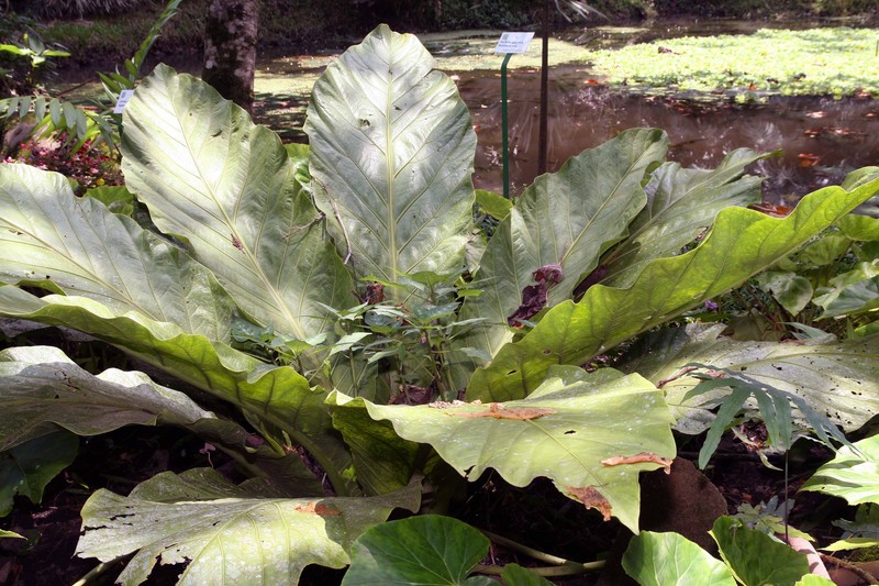 Anthurium salvinii