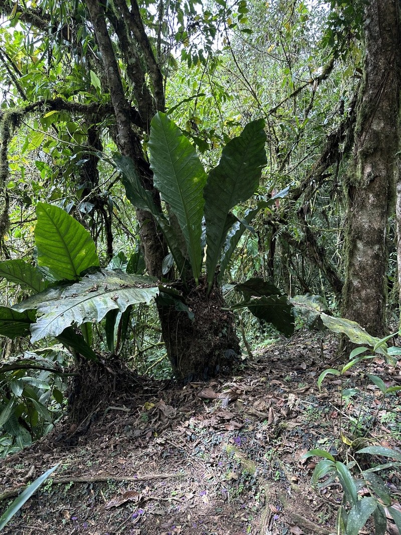 Anthurium salvinii photo 2