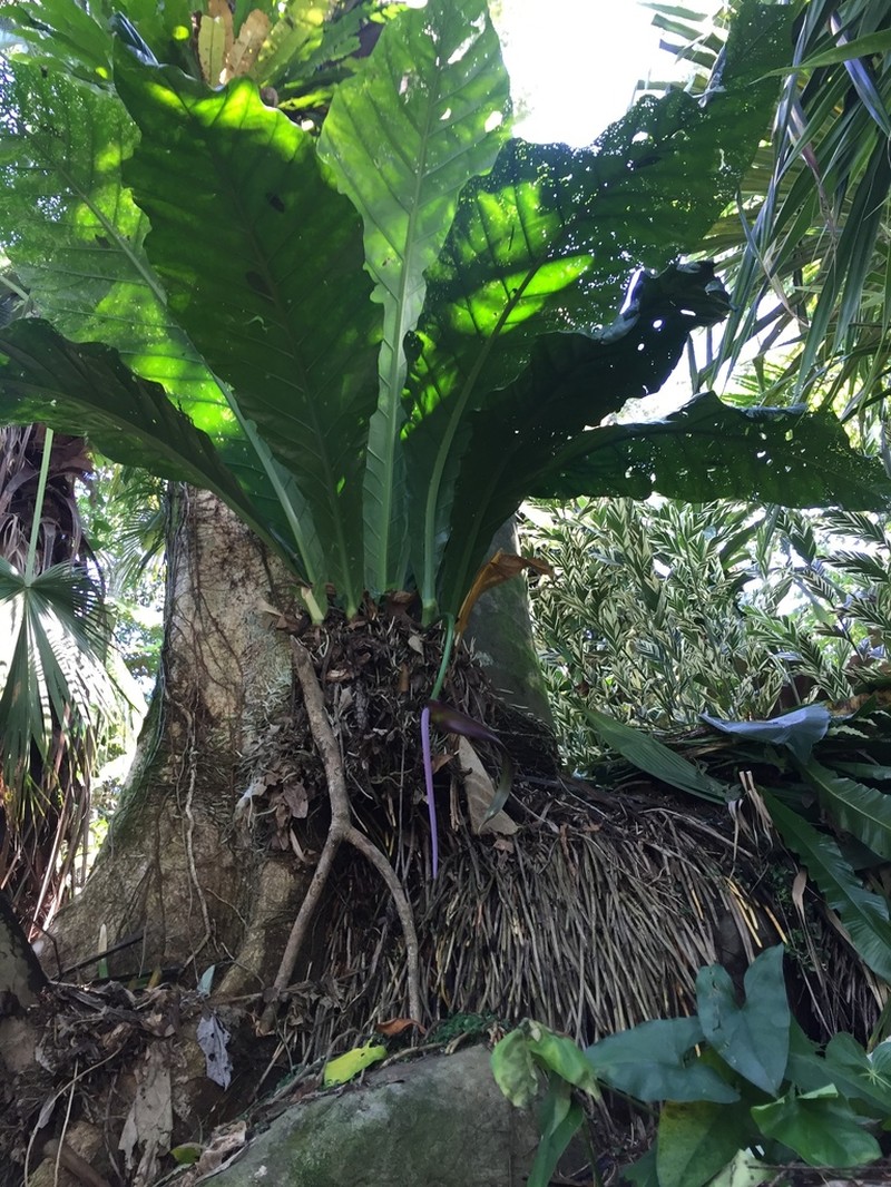 Anthurium salvinii photo 3