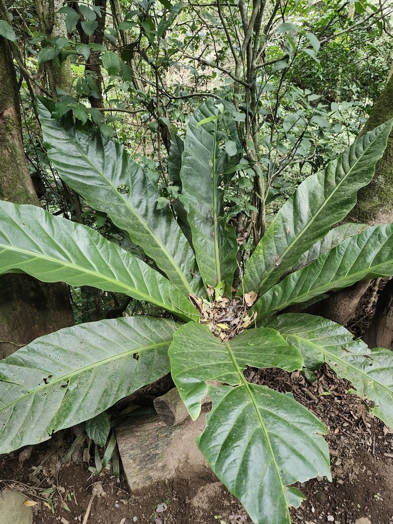 Anthurium salvinii photo 4