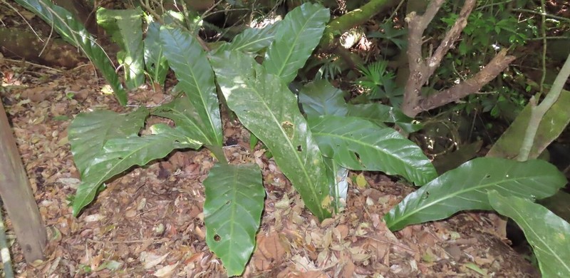 Anthurium salvinii photo 5