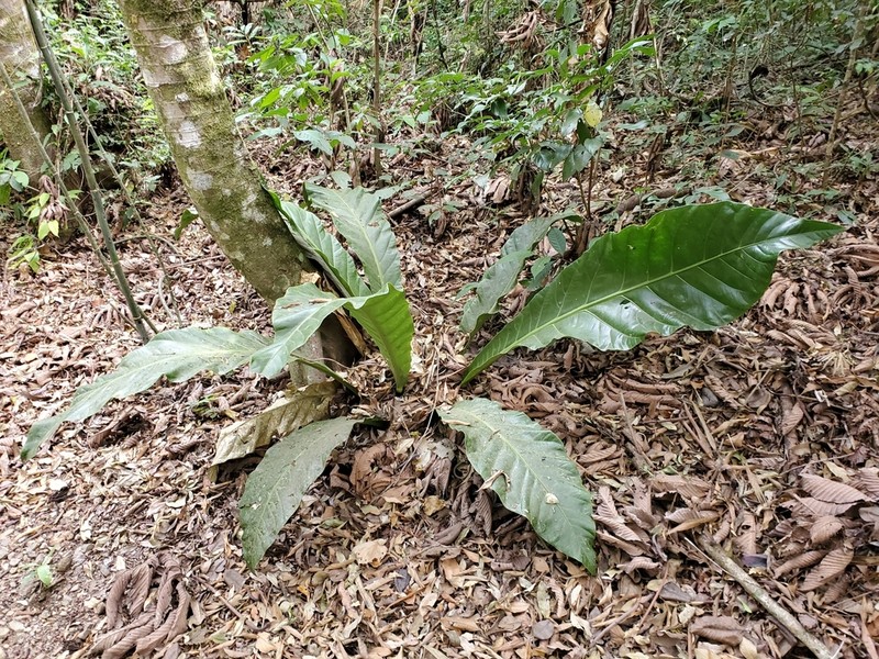 Anthurium salvinii photo 6