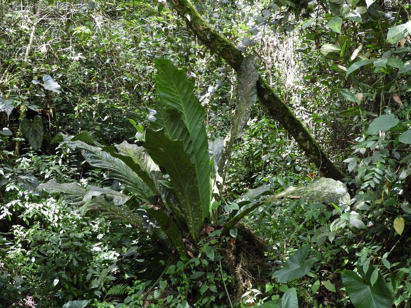 Anthurium salvinii photo 7