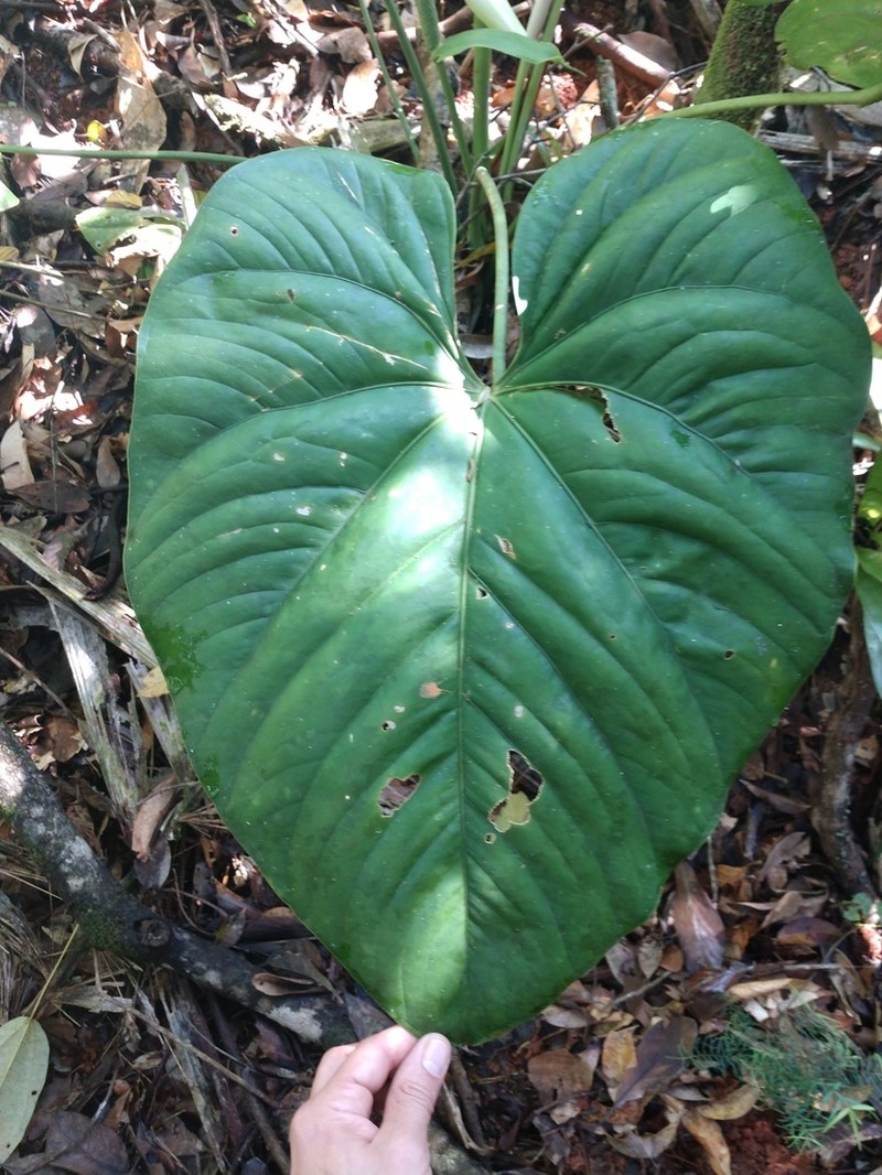 Anthurium sanctifidense